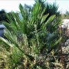 Chamaerops humilis